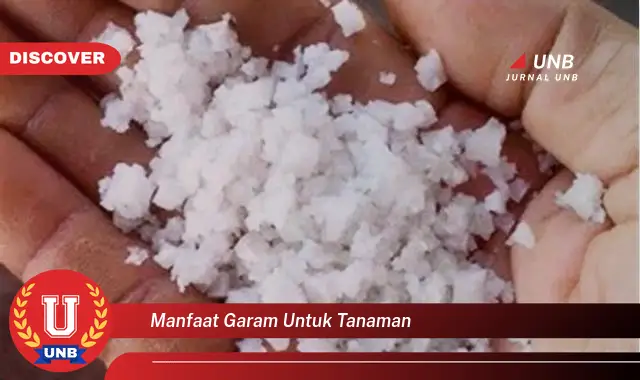 manfaat garam untuk tanaman