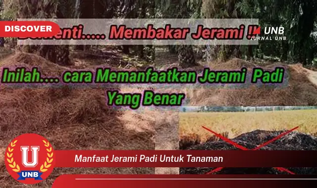 manfaat jerami padi untuk tanaman