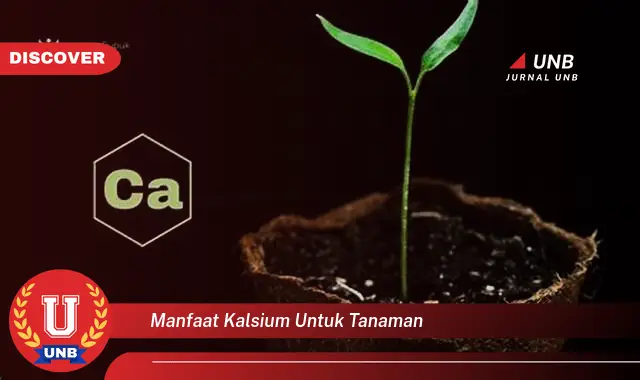 manfaat kalsium untuk tanaman