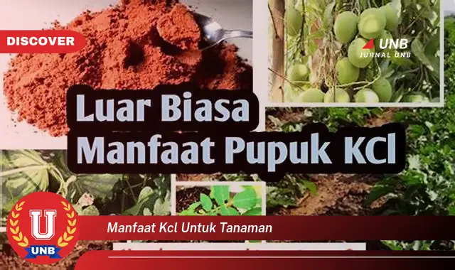 manfaat kcl untuk tanaman