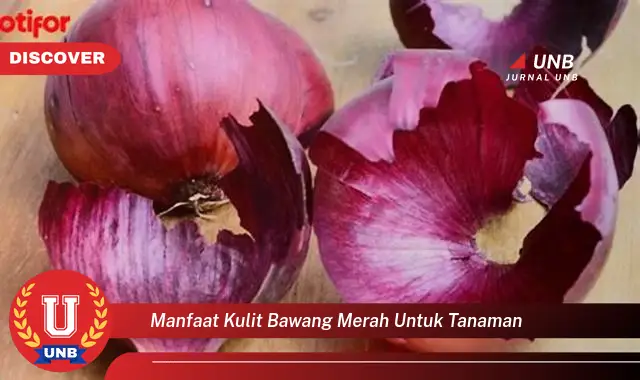 manfaat kulit bawang merah untuk tanaman manfaat kulit bawang merah untuk tanaman