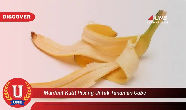 manfaat kulit pisang untuk tanaman cabe manfaat kulit pisang untuk tanaman cabe