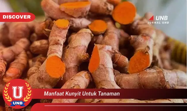 manfaat kunyit untuk tanaman