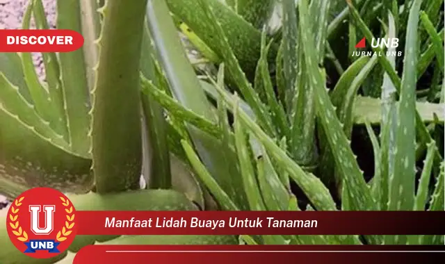 manfaat lidah buaya untuk tanaman