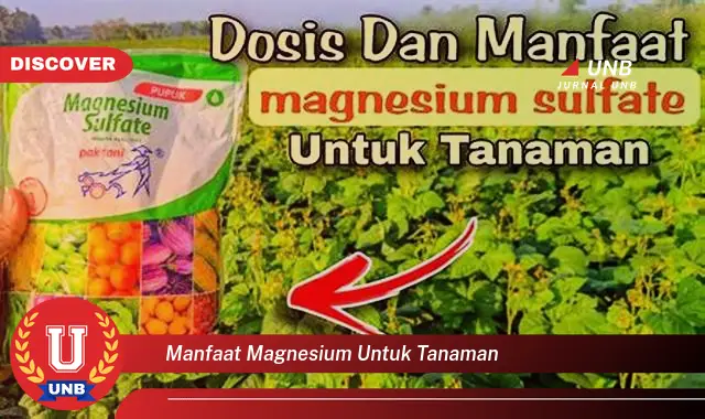 manfaat magnesium untuk tanaman manfaat magnesium untuk tanaman