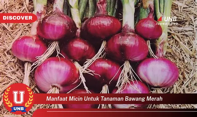 manfaat micin untuk tanaman bawang merah