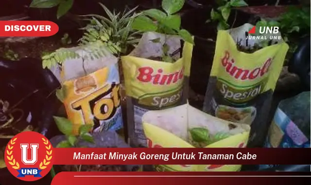 manfaat minyak goreng untuk tanaman cabe