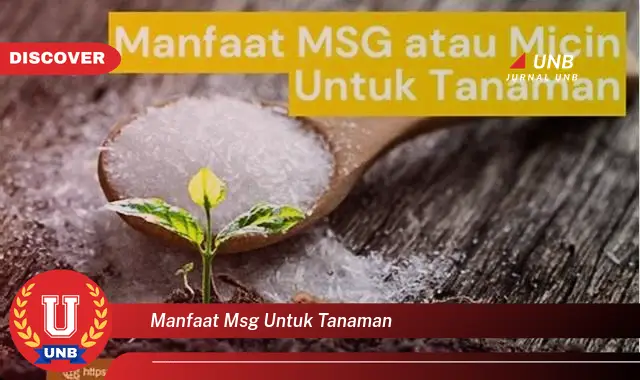 manfaat msg untuk tanaman