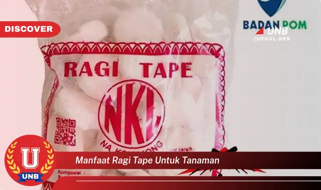 manfaat ragi tape untuk tanaman