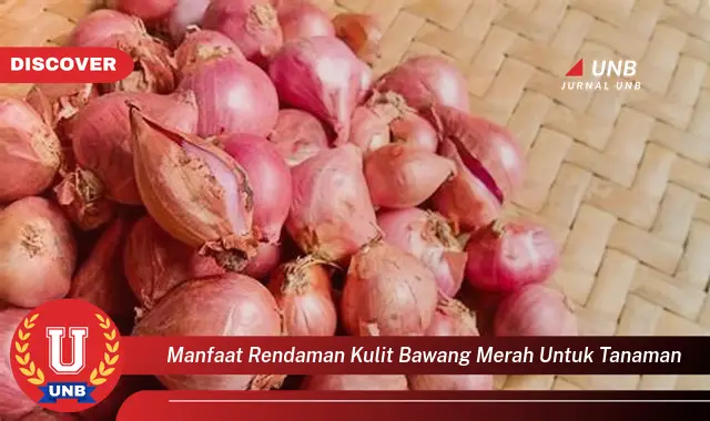 manfaat rendaman kulit bawang merah untuk tanaman