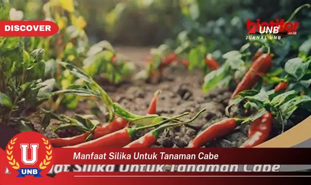 manfaat silika untuk tanaman cabe manfaat silika untuk tanaman cabe
