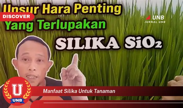 manfaat silika untuk tanaman manfaat silika untuk tanaman