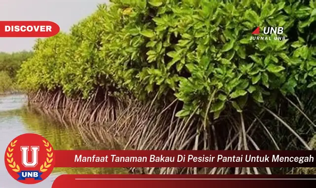 manfaat tanaman bakau di pesisir pantai untuk mencegah manfaat tanaman bakau di pesisir pantai untuk mencegah
