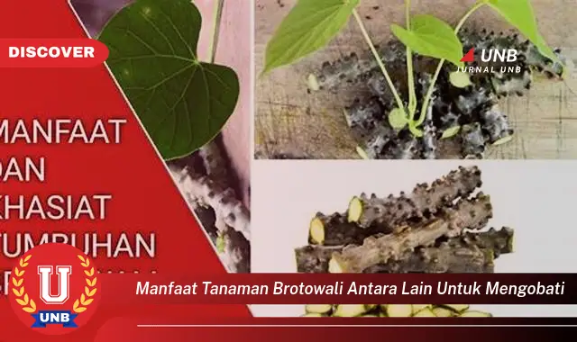 manfaat tanaman brotowali antara lain untuk mengobati