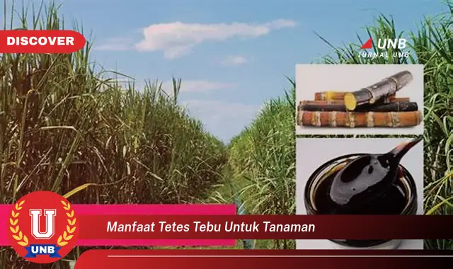 manfaat tetes tebu untuk tanaman