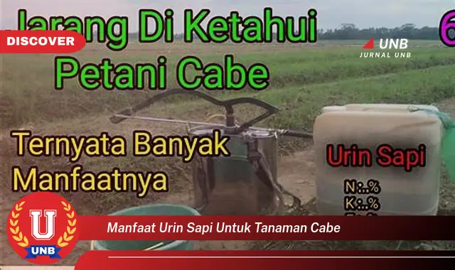 manfaat urin sapi untuk tanaman cabe