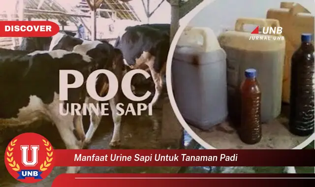 manfaat urine sapi untuk tanaman padi manfaat urine sapi untuk tanaman padi
