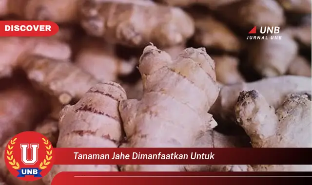 tanaman jahe dimanfaatkan untuk tanaman jahe dimanfaatkan untuk