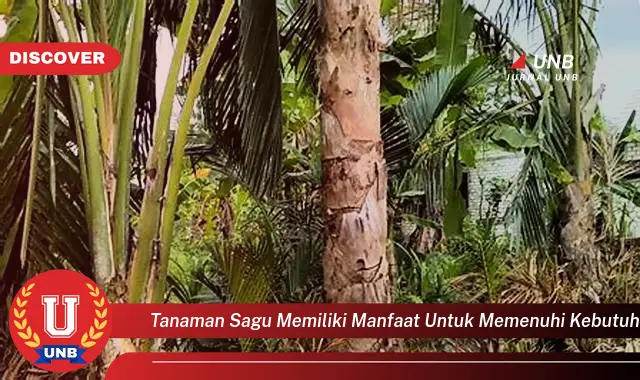 tanaman sagu memiliki manfaat untuk memenuhi kebutuhan