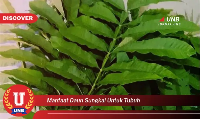 manfaat daun sungkai untuk tubuh