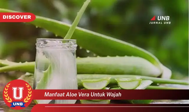 manfaat aloe vera untuk wajah manfaat aloe vera untuk wajah