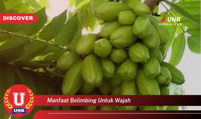 manfaat belimbing untuk wajah manfaat belimbing untuk wajah