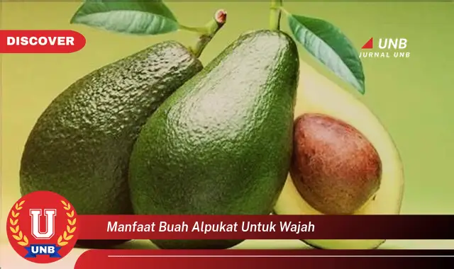manfaat buah alpukat untuk wajah manfaat buah alpukat untuk wajah