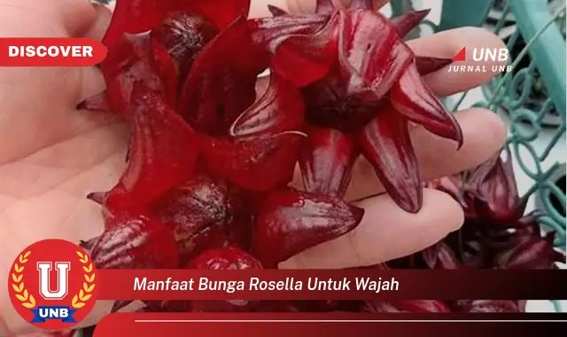manfaat bunga rosella untuk wajah manfaat bunga rosella untuk wajah