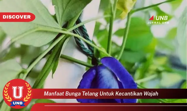 manfaat bunga telang untuk kecantikan wajah