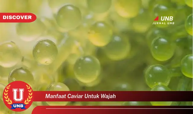 manfaat caviar untuk wajah manfaat caviar untuk wajah