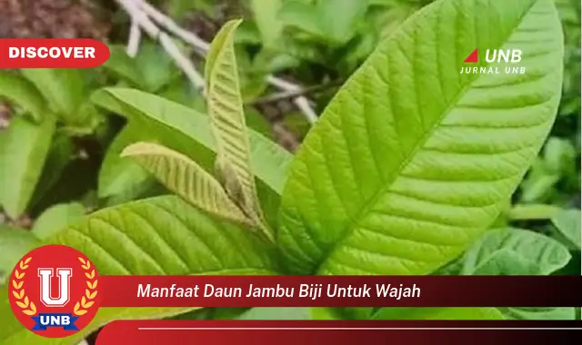 manfaat daun jambu biji untuk wajah