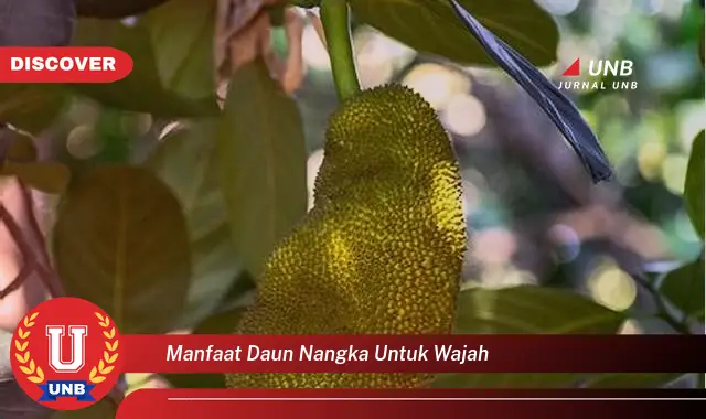 manfaat daun nangka untuk wajah