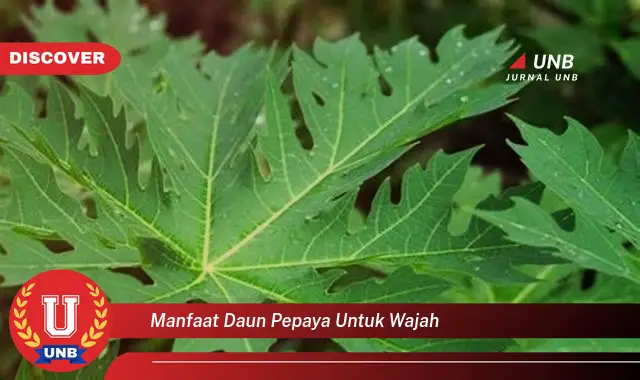 manfaat daun pepaya untuk wajah