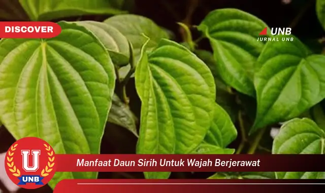 manfaat daun sirih untuk wajah berjerawat manfaat daun sirih untuk wajah berjerawat