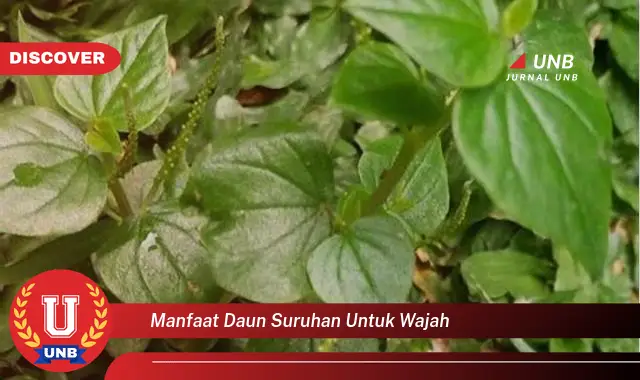 manfaat daun suruhan untuk wajah manfaat daun suruhan untuk wajah