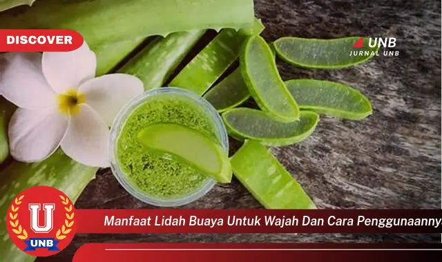 manfaat lidah buaya untuk wajah dan cara penggunaannya