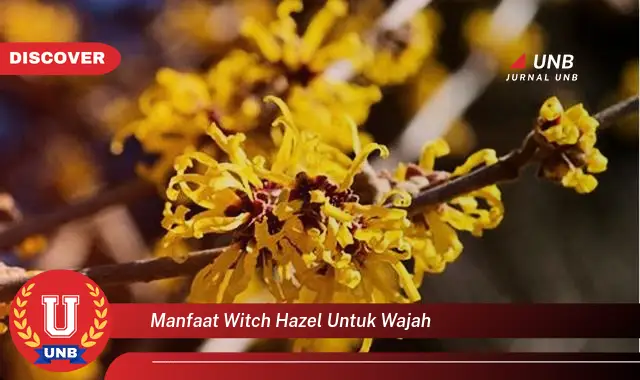manfaat witch hazel untuk wajah manfaat witch hazel untuk wajah