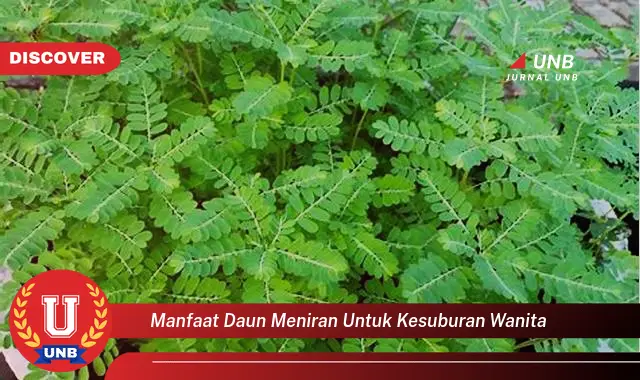 manfaat daun meniran untuk kesuburan wanita