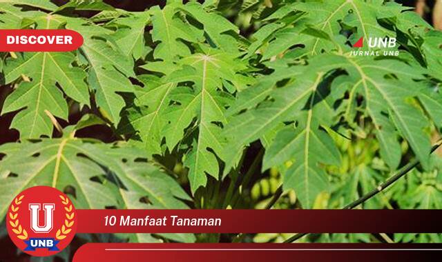 Inilah 9 Manfaat 10 manfaat tanaman yang Bikin Kamu Penasaran