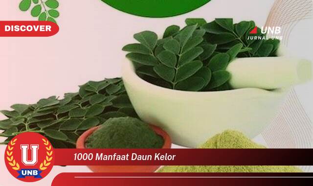 Temukan 1000 Manfaat Daun Kelor untuk Kesehatan, Kecantikan, dan Lainnya