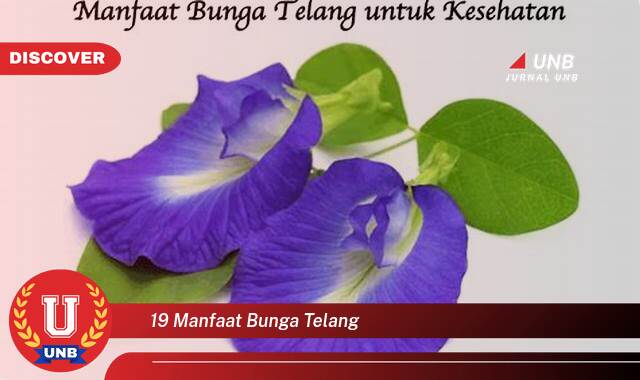 Temukan 19 Manfaat Bunga Telang untuk Kesehatan dan Kecantikan Anda