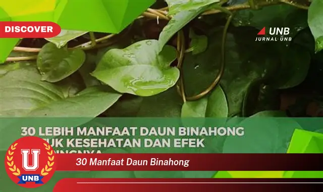 30 manfaat daun binahong