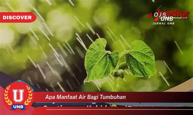 Temukan 8 Manfaat Air Bagi Tumbuhan, Kunci Pertumbuhan dan Kesehatan Optimal