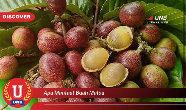 Temukan 10 Manfaat Buah Matoa untuk Kesehatan dan Kecantikan Anda