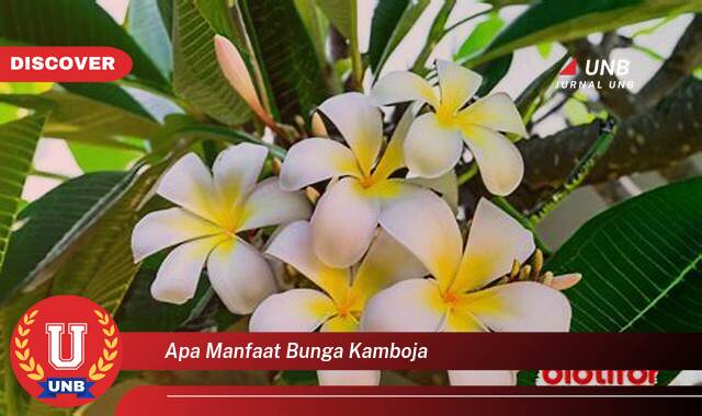 Ketahui 9 Manfaat apa manfaat bunga kamboja yang Wajib Kamu Intip