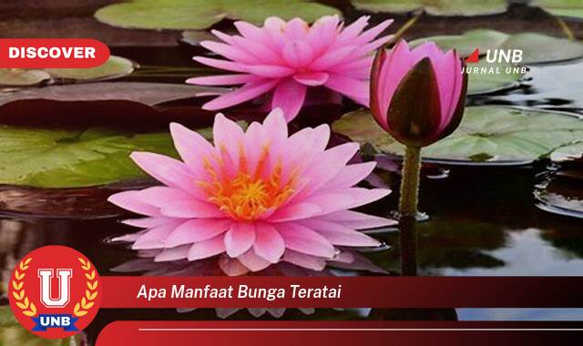 9 Manfaat Bunga Teratai yang Wajib Kamu Ketahui