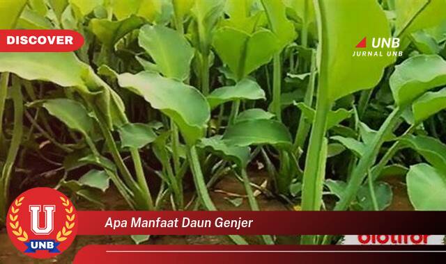 9 Manfaat apa manfaat daun genjer yang Wajib Kamu Intip