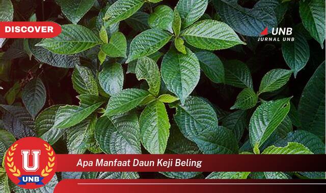 Inilah 9 Manfaat Daun Keji Beling yang Wajib Kamu Intip