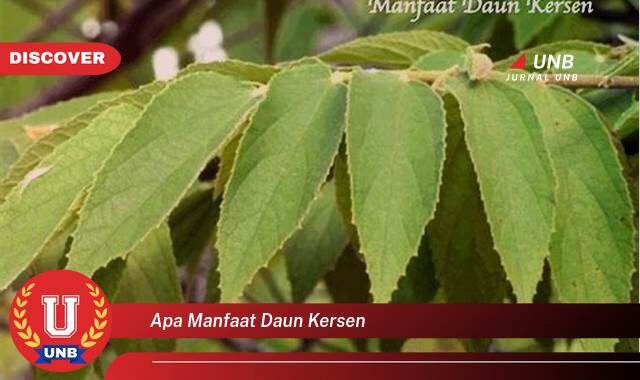 Temukan 9 Manfaat Daun Kersen untuk Kesehatan, Obat Alami untuk Berbagai Penyakit Temukan 9 Manfaat Daun Kersen untuk Kesehatan, Obat Alami untuk Berbagai Penyakit