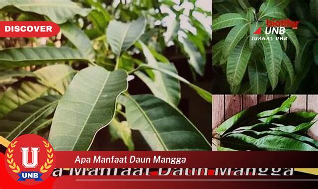 Temukan 8 Manfaat apa manfaat daun mangga yang Wajib kamu ketahui